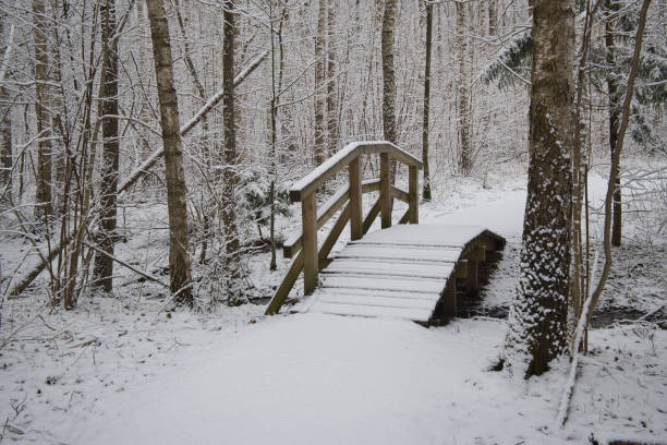 Scenery of Jingyuetan National Forest Park in Changchun, China after snow