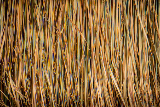 Grass Dry grass wall, golden yellow. tropic of capricorn stock pictures, royalty-free photos & images