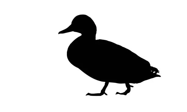 Vector illustration of Walking bird. Vector image. White background.