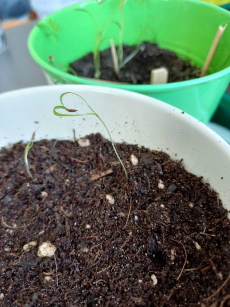 istock Homegrown herbs from seeds with dill plant creating a heart shape 1385046308