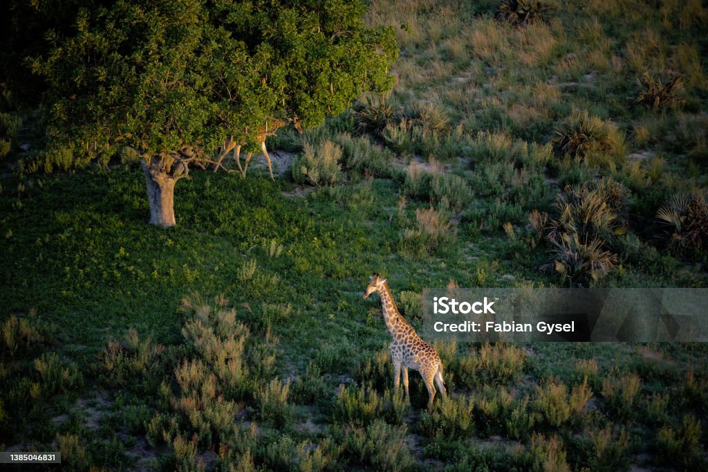 Giraffe from the Air A giraffe seen from the air at sunrise. Botswana Stock Photo