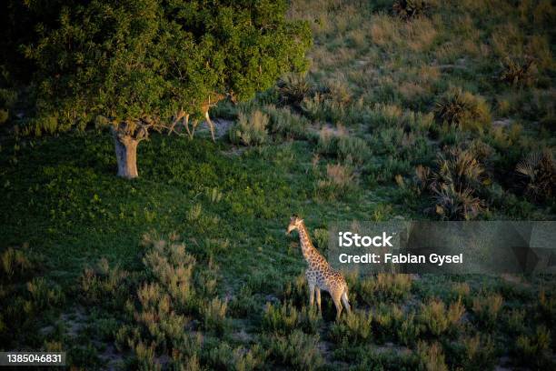 Giraffe From The Air Stock Photo - Download Image Now - Botswana, Aerial View, Africa