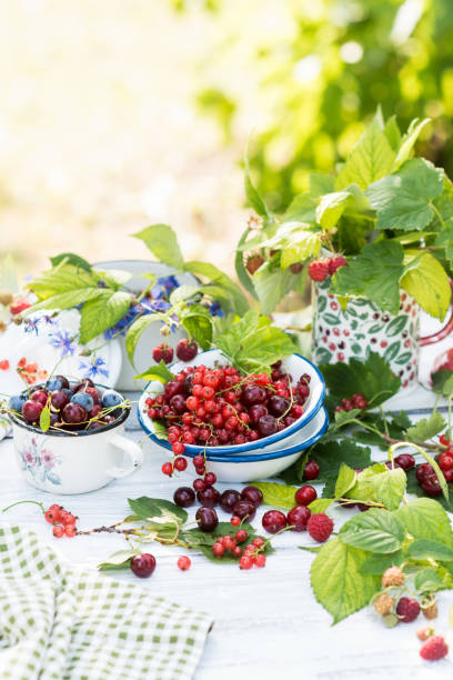 Freshly gathered juicy red currants, cherries, raspberries, blueberries in a white metal plate and cup in garden in sunny day, berries on a white wooden table stock photo