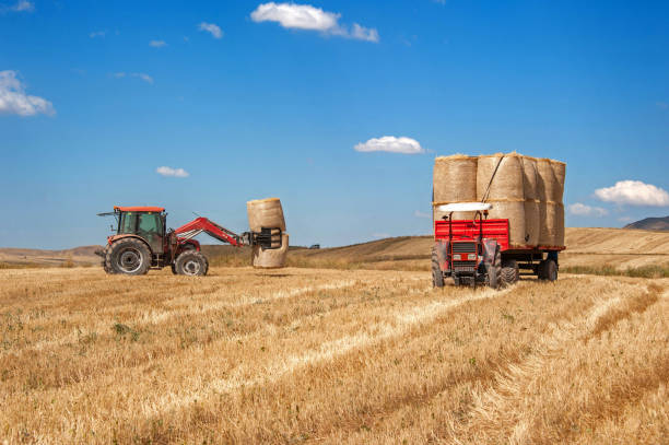 istock Collecting hay bales with a tractor in Sarkisla, Sivas. 1385051082