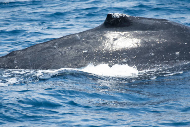 istock Back of humpback whale off Kerama Islands 1385054128
