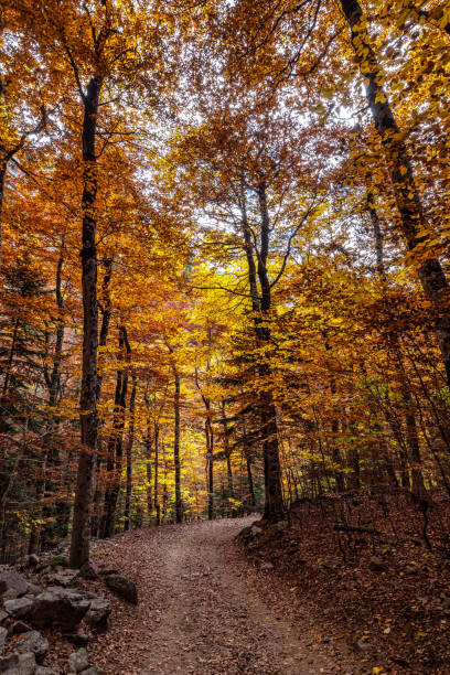 istock Colorful beech fall forest in Ordesa and Monte Perdido NP, Pyrenees, Aragon in Spain 1385056487