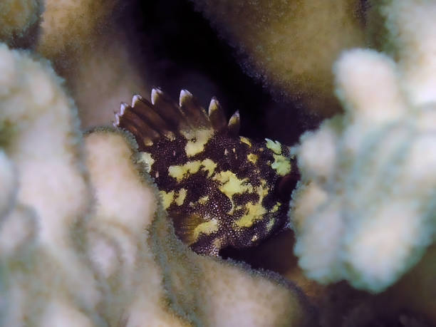 um peixe-escorpião de manchas amarelas (sebastapistes cyanostigma) no mar vermelho, egito - posion - fotografias e filmes do acervo