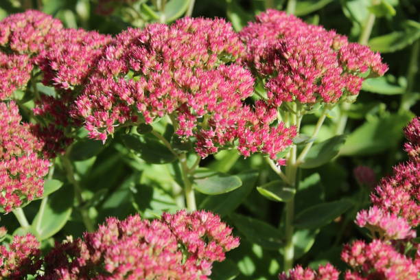 istock blossoming sedum 1385058555
