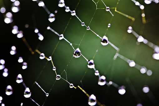 Color morning wet cobweb in green grass with sunrise color sun