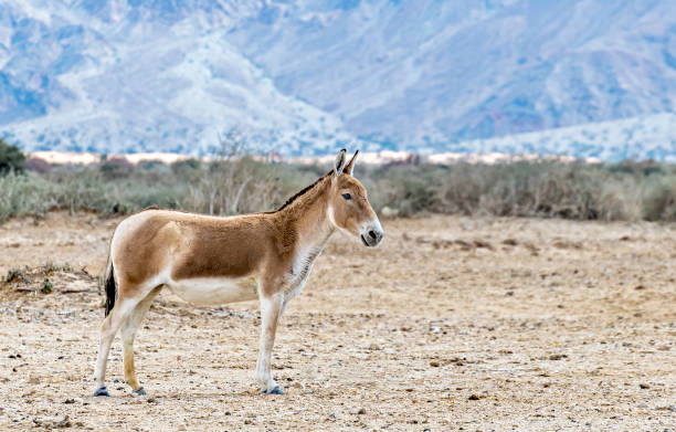 istock Onager is semi-domesticated donkey 1385062929