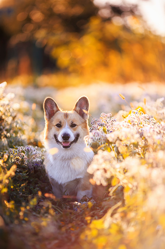 cute corgi dog puppy sitting on a sunny blooming meadow on a warm summer day