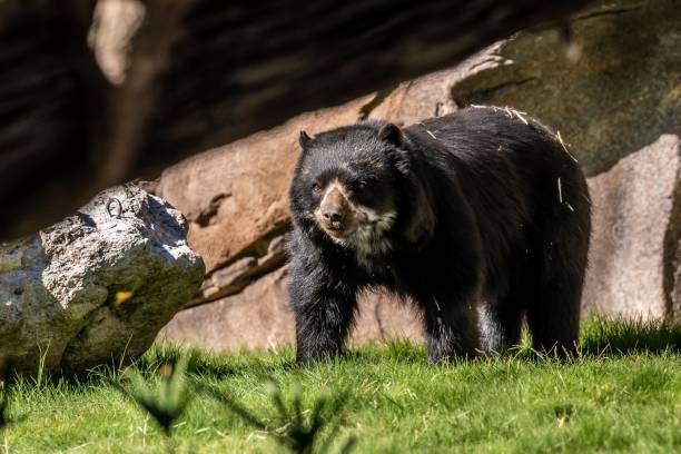 istock A large Andean Bear in Tucson, Arizona 1385065051
