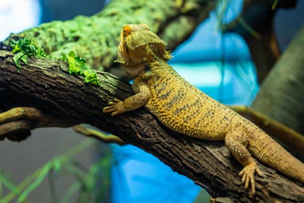 istock A yellow Bearded Dragon in Tucson, Arizona 1385065056