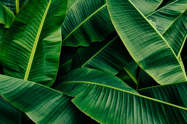 istock green banana leaves 1385067288