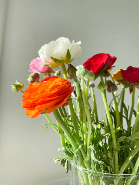 istock bouquet of colored anemones on a light background 1385067546