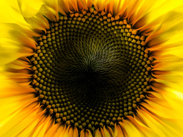 istock close up of a sunflower 1385069468