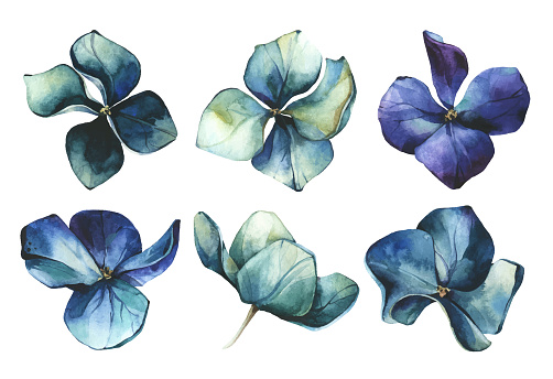 Watercolor painted set of blue and emerald flowers of hydrangea. Vector traced floral collection isolated.