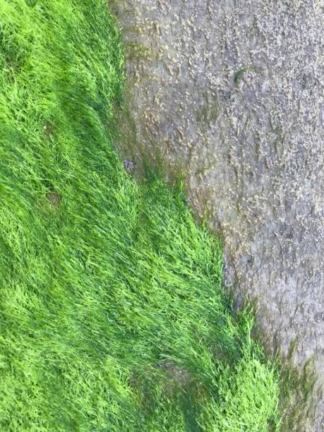 istock Green water grass on the floor 1385072028
