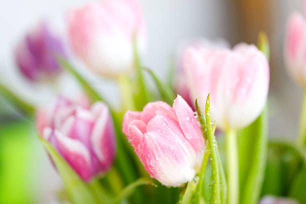 Spring tulips. Bouquet of fresh flowers with water drops