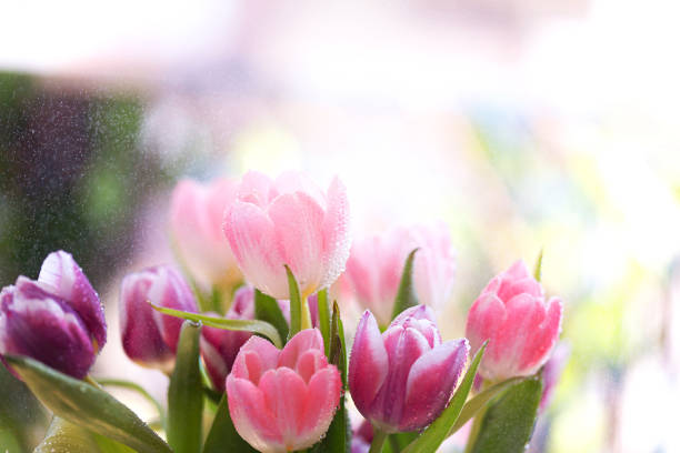 istock Fresh spring tulip flowers with water drops 1385075040