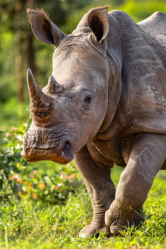 A close-up shot of a white rhinoceros in Zambia.