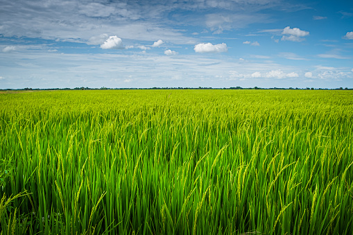 Beautiful view of agriculture green rice field landscape against blue sky with clouds background, Thailand. Paddy farm plant peaceful. Environment harvest cereal.