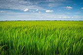 Paddy plant background