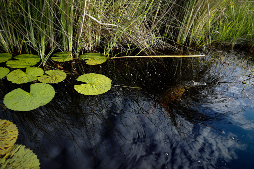 A baby crocodile among water lilies.