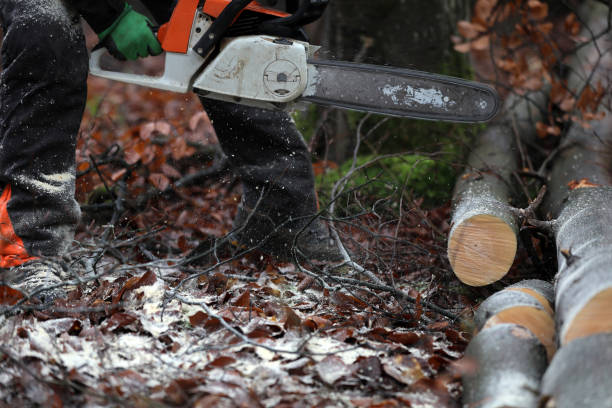 istock Lumberjack cuts and saws trees in the forest 1385079666