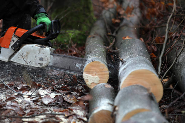 Lumberjack fire wood