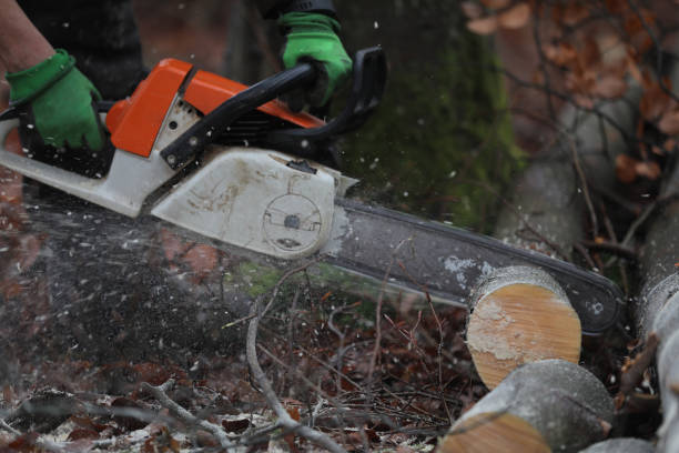 istock Lumberjack cuts and saws trees in the forest 1385079681