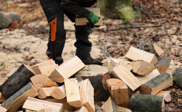 istock Lumberjack cuts and saws trees in the forest 1385079771