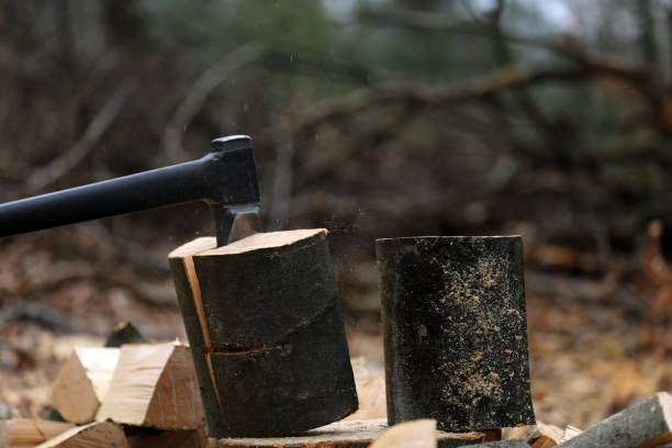 istock Lumberjack cuts and saws trees in the forest 1385079793