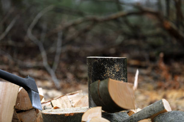 istock Lumberjack cuts and saws trees in the forest 1385079796
