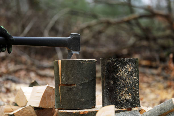 istock Lumberjack cuts and saws trees in the forest 1385079797