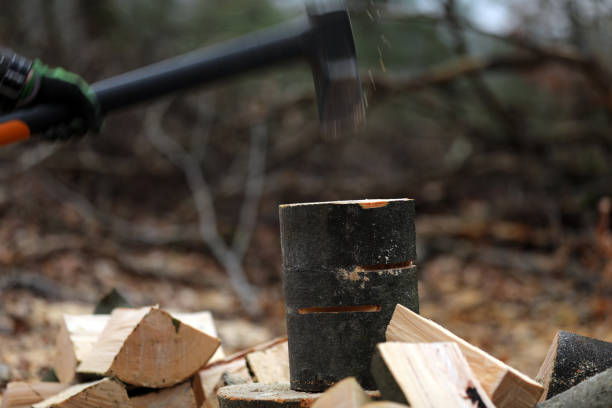 Lumberjack fire wood