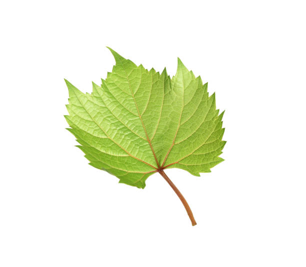 istock Fresh green leaf isolated on white. Grape plant 1385079897