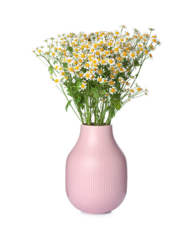 Pink vase with beautiful chamomile flowers isolated on white