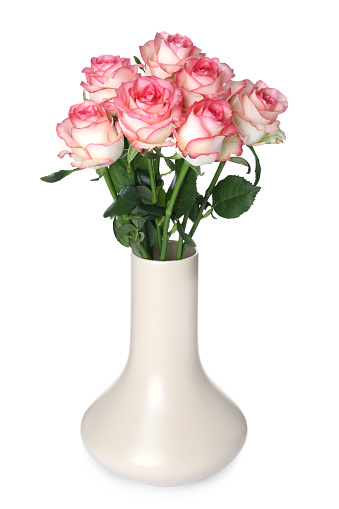 Beige vase with beautiful pink roses isolated on white