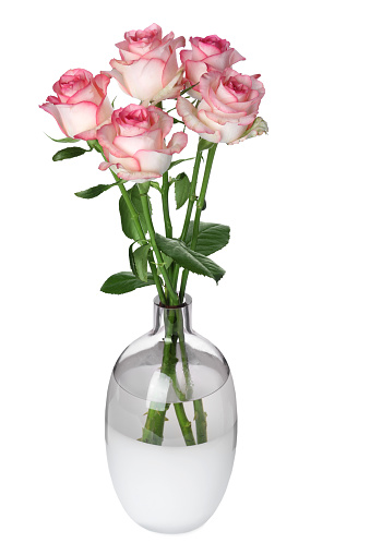 Vase with beautiful pink roses isolated on white