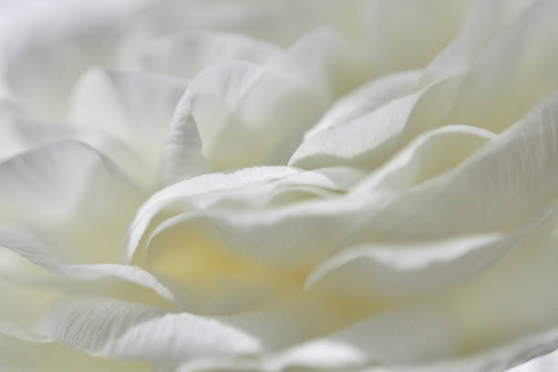 istock beauty of white peony blossom 1385082287