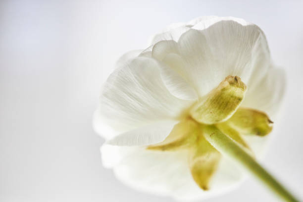 beautiful alstroemeria flower macro background