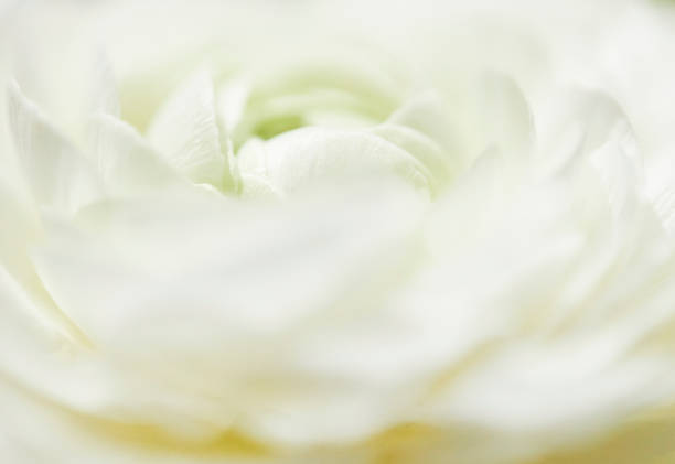 istock beauty of white peony blossom 1385082331