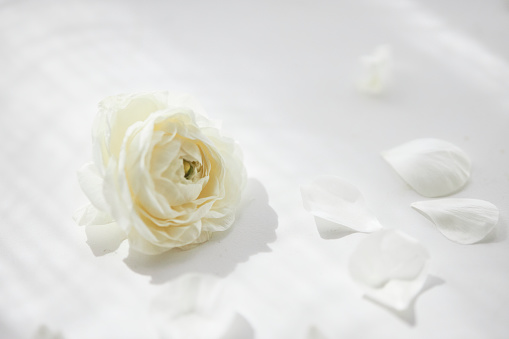 Close-up white rose
