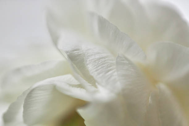istock beauty of white peony blossom 1385082342