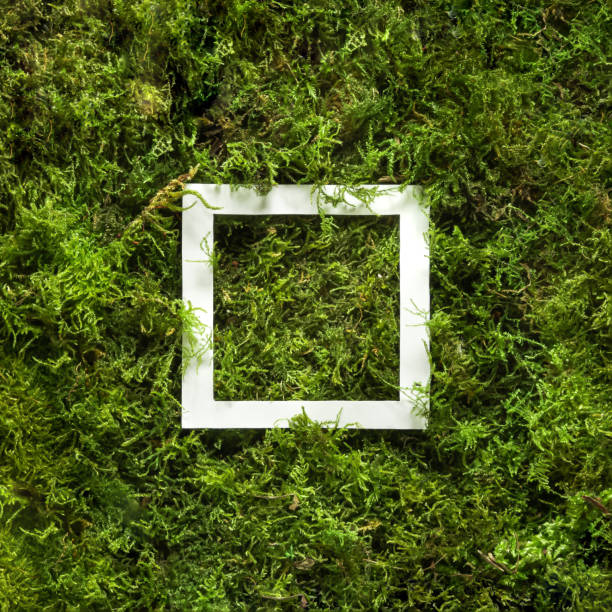 istock creative minimal flatlay composition of natural green moss in background with white copy space. 1385083168