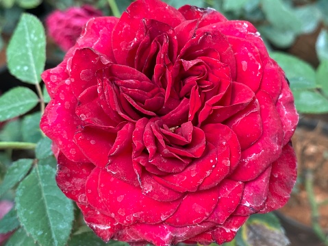 Las rosas de jardín son predominantemente rosas híbridas que se cultivan como plantas ornamentales en jardines privados o públicos. Son uno de los grupos de plantas con flores más populares y ampliamente cultivados, especialmente en climas templados. photo