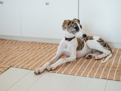 Cute lurcher puppy at home