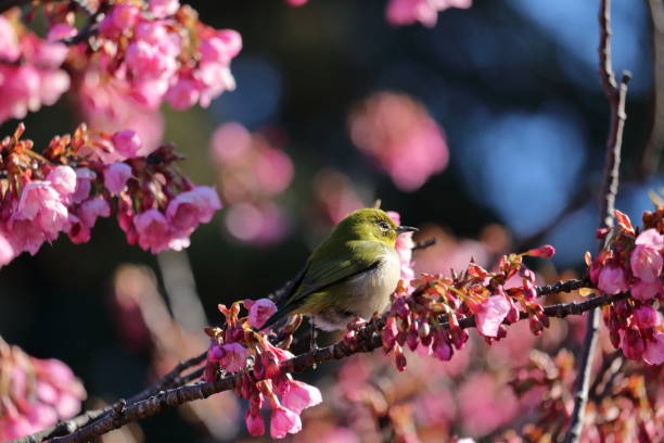 istock Japanese white-eye and Taiwan cherry,Winter sunlight (Kochi City, Kochi Prefecture) 1385085138