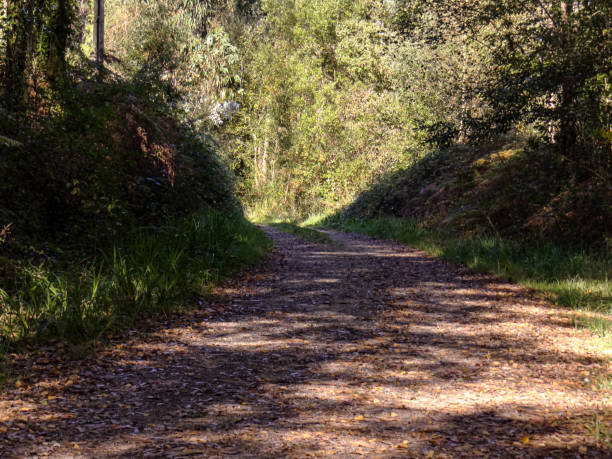 istock Lonely road through galicia 1385086279